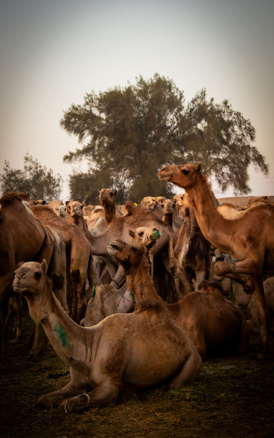 Title: سوق الجمال في برقاش Year: 2025
