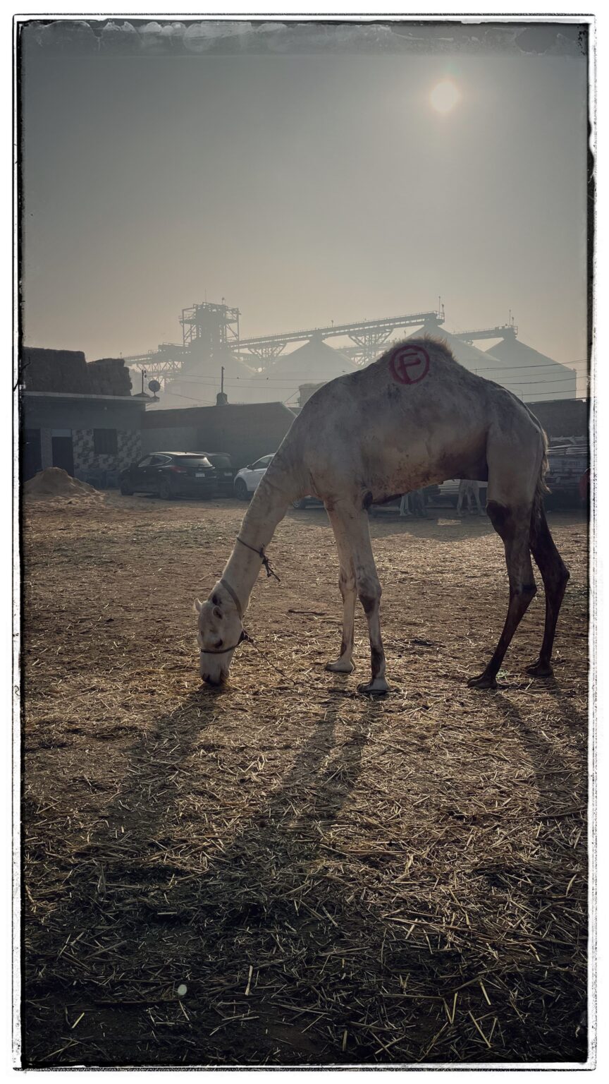 Birqash